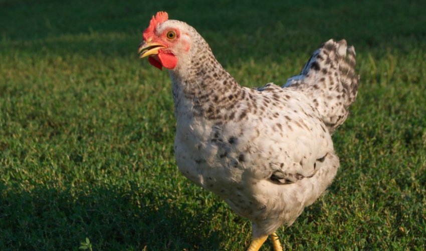 Пушкінська порода курей Пушкінська порода курей