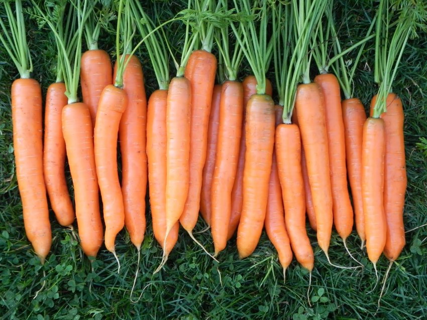 Морква Вітамінна 6