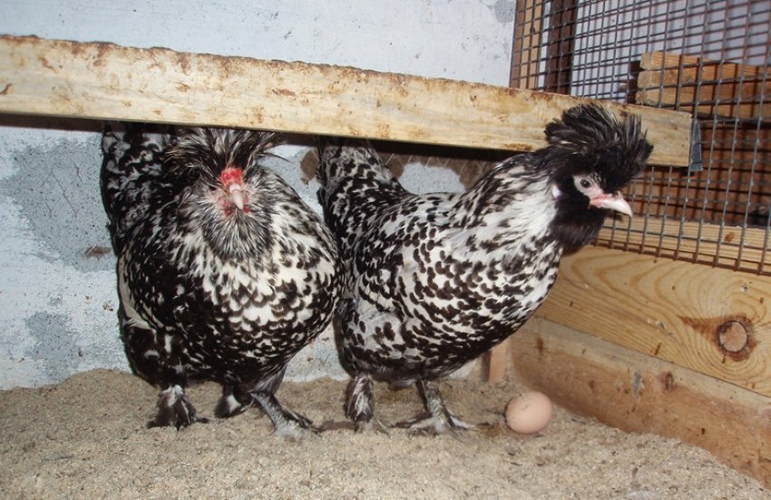 Курник Курник