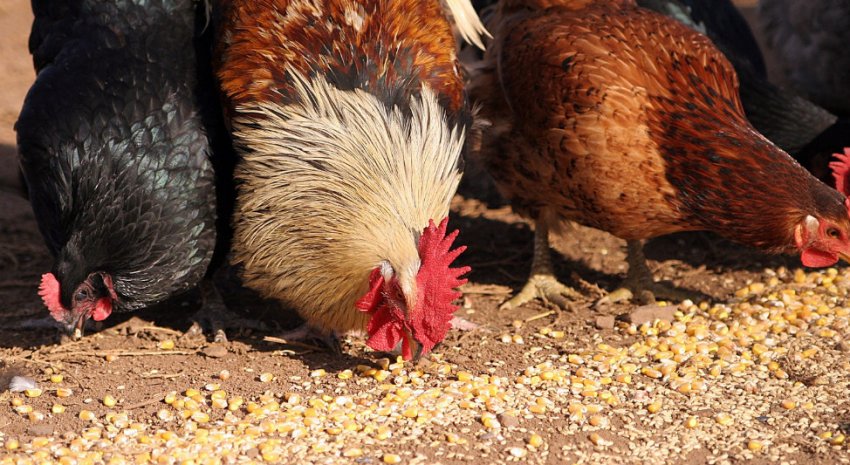 Корм для курей Корм для курей