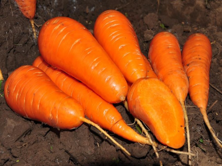 Морковь Краса девица