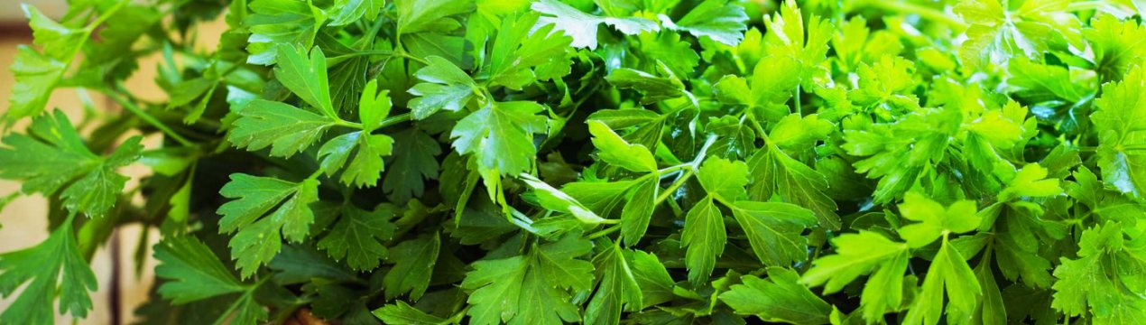 Особливість вживання петрушки під час вагітності