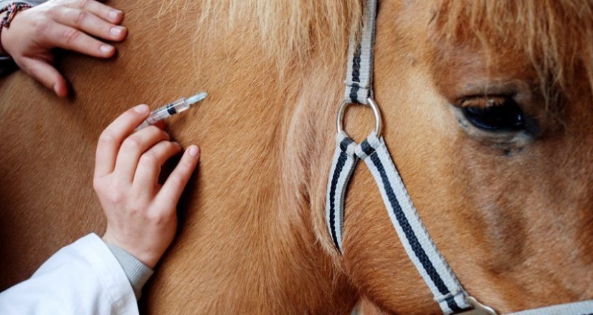 Вакцинація коня Вакцинація коня