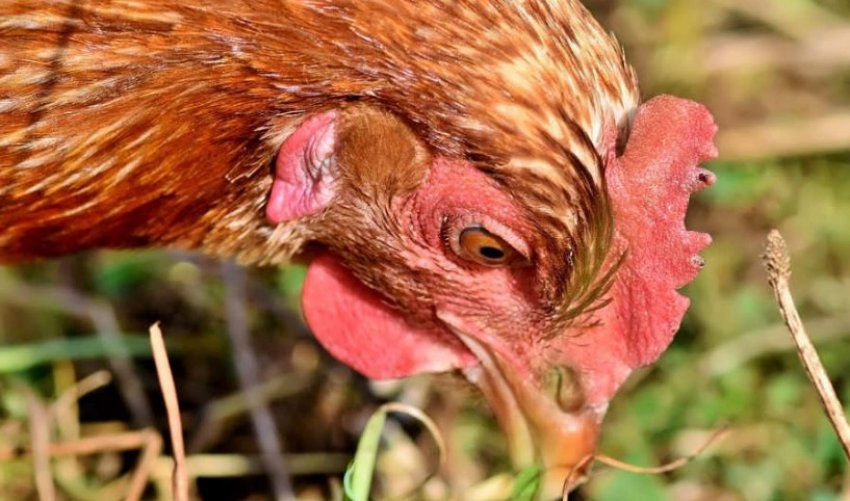 Курка Курка