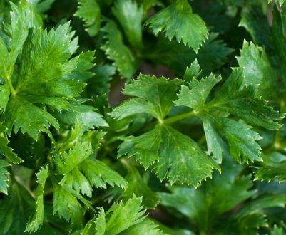 Особливості вирощування листового селери