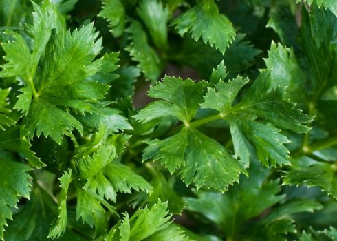 Особливості вирощування листового селери