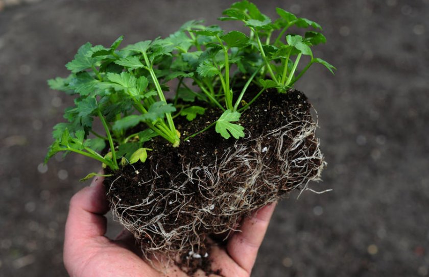 Как выращивать сельдерей листовой в открытом грунте?