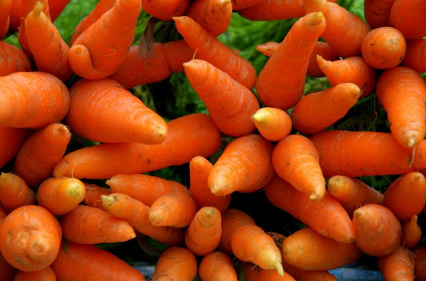 Прикорм морковь при запорах thumbnail