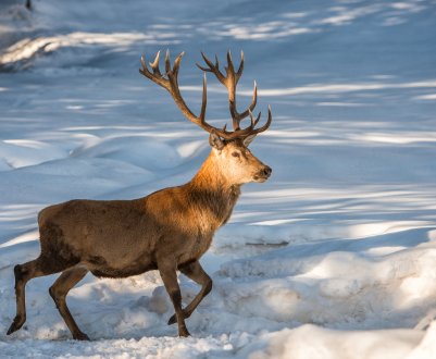 Оленів в Росії стає все менше, а органічного м'яса — все більше