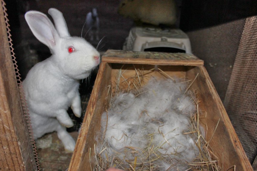 Подготовка гнезда к рождению потомства крольчихи