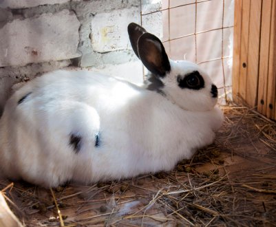 Як визначити, що кролиця вагітна