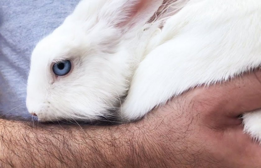 Как распознать беременность кроликов