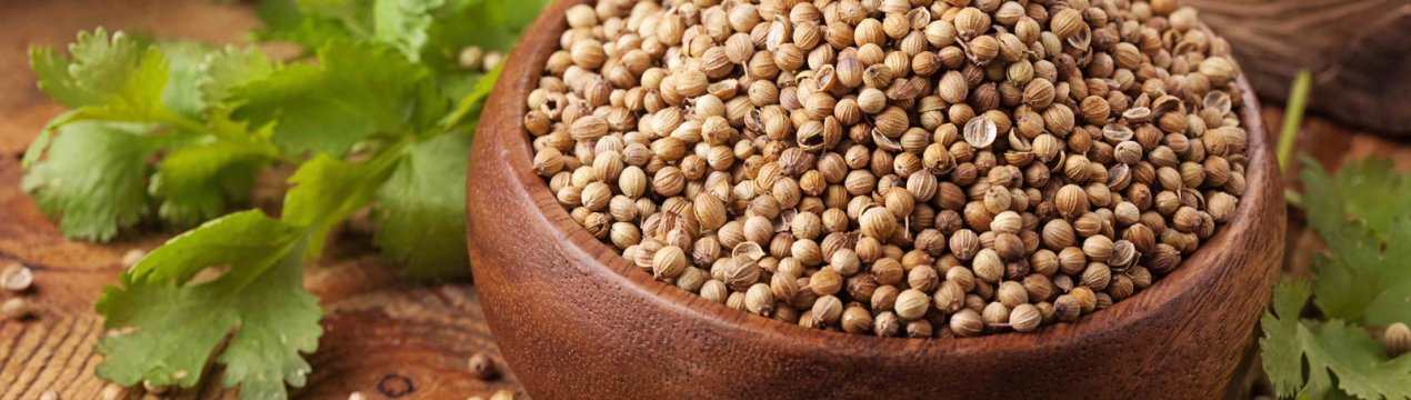 Особливості застосування коріандру для організму людини