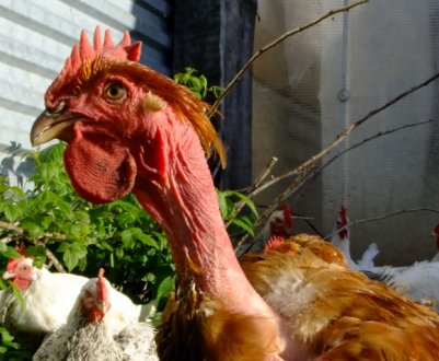 Кольорові бройлери: опис та утримання в домашніх умовах