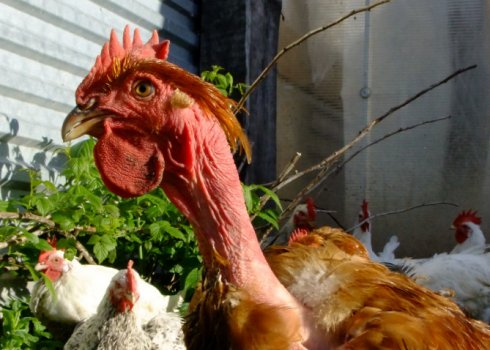 Кольорові бройлери: опис та утримання в домашніх умовах