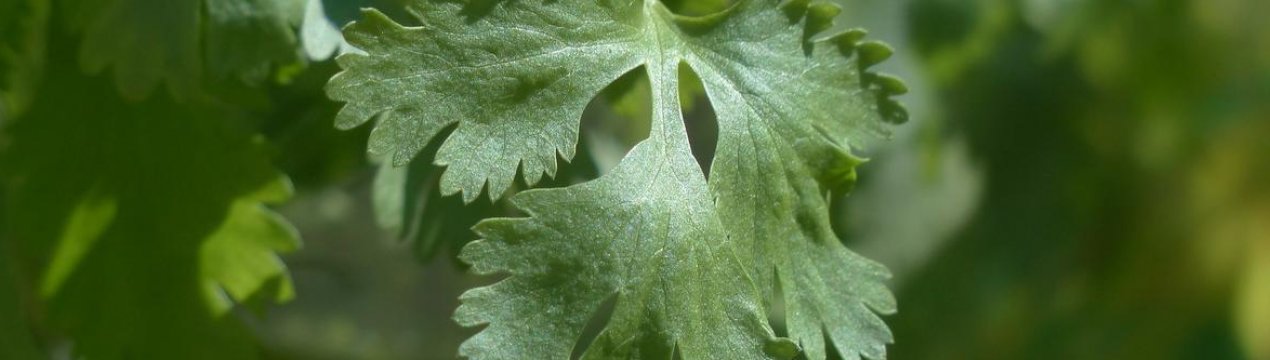 Користь і шкода кінзи для організму жінки