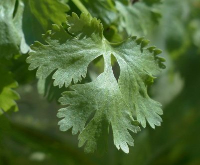 Користь і шкода кінзи для організму жінки