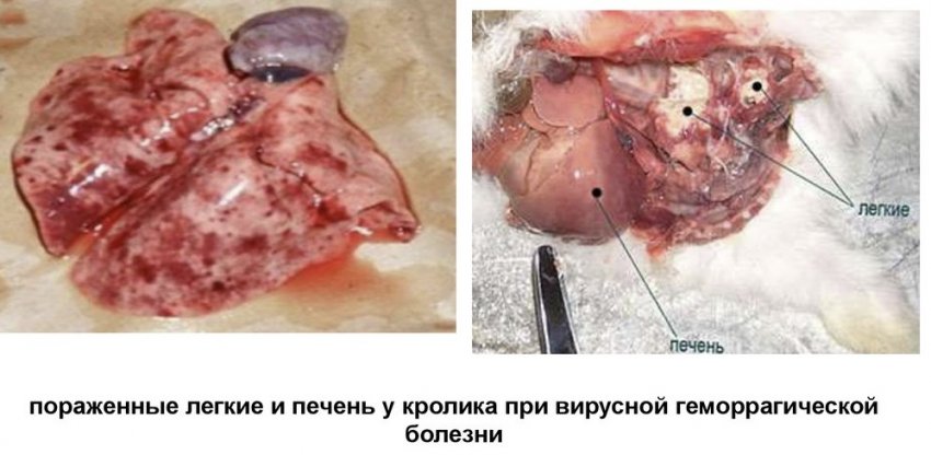 Пораженные печень и легкие