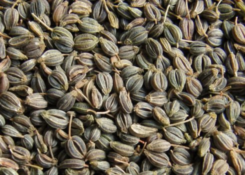 Особливості використання насіння петрушки