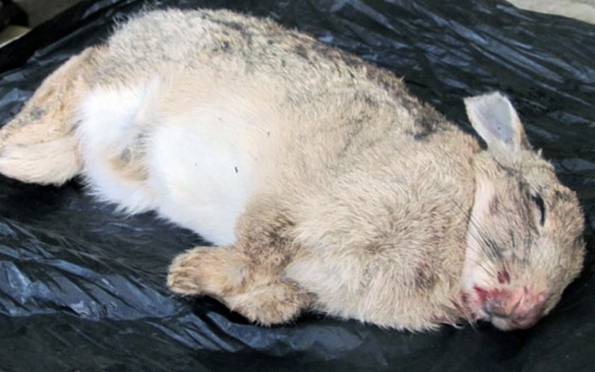 Смерть кролика от геморагической болезни