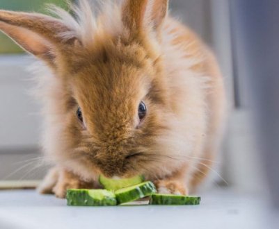 Чи можна давати огірки кроликам?