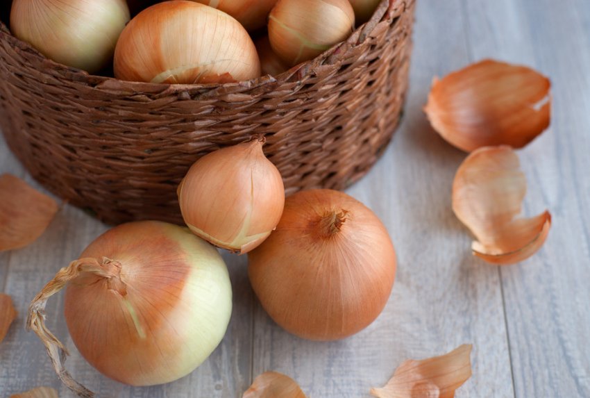 Властивості цибулі