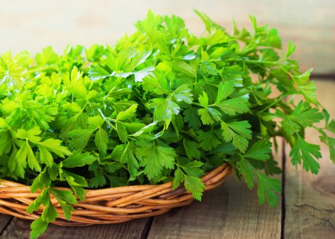 Как отличить петрушку от кинзы?