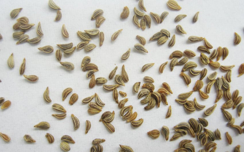 Семена петрушки от чего полезные свойства thumbnail