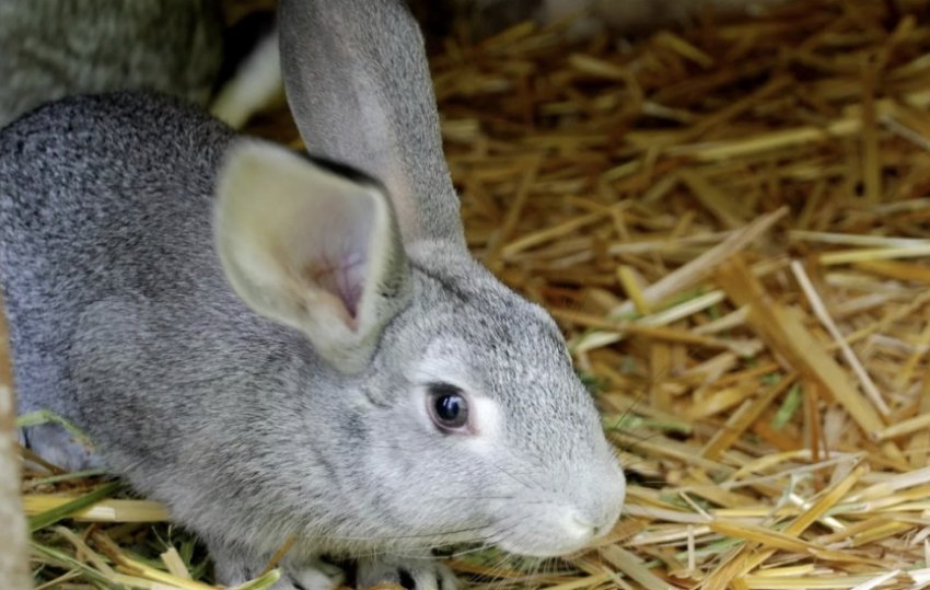 Контрольная работа по теме Вирусная геморрагическая болезнь кроликов