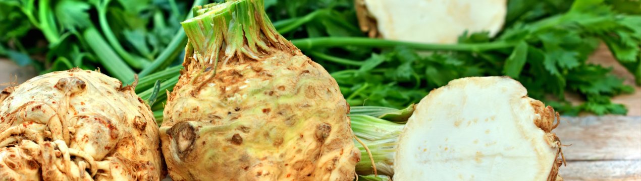 Особливості вирощування кореневого селери у відкритому грунті