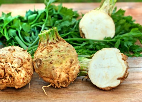 Особливості вирощування кореневого селери у відкритому грунті