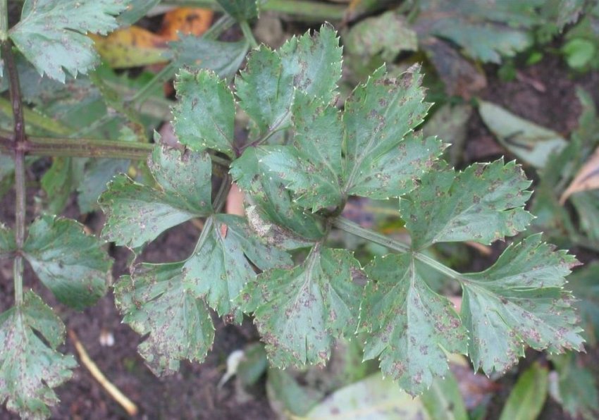 Хвороби селери Хвороби селери