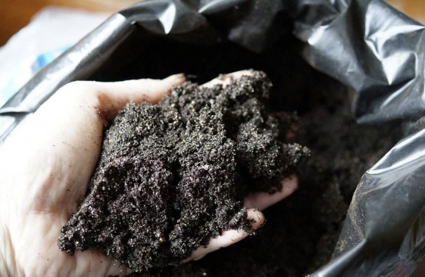 Грунт для посадки селери Грунт для посадки селери