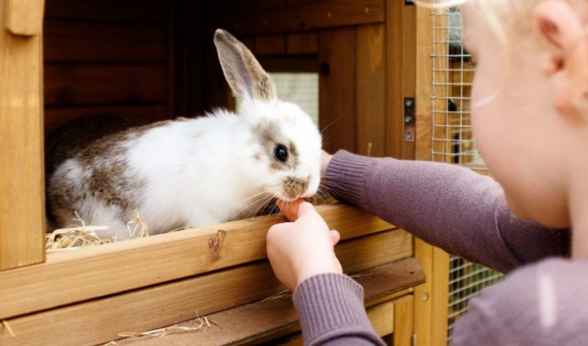 Морковка для кролика