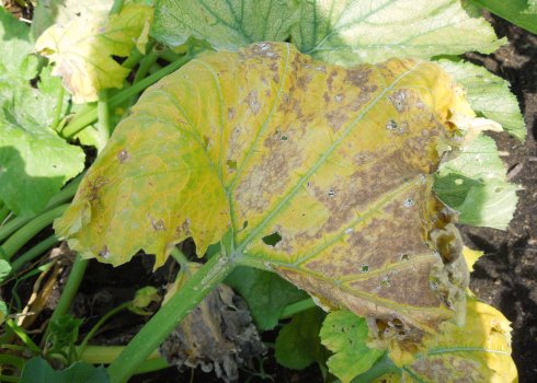 Чому жовтіє листя гарбуза і як з цим боротися?