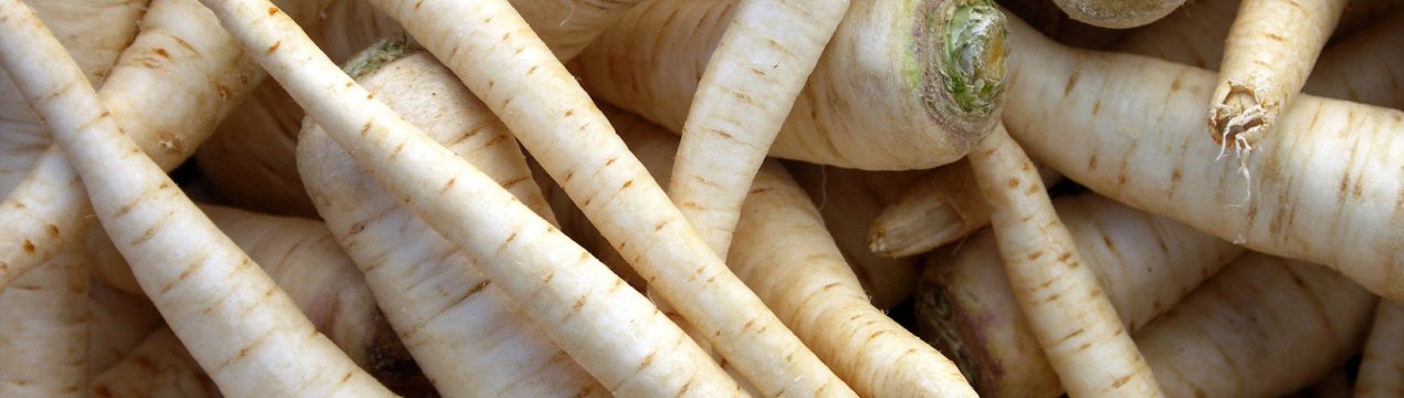 Корінь петрушки: опис, корисні властивості та протипоказання