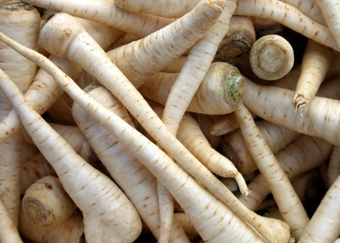 Корінь петрушки: опис, корисні властивості та протипоказання