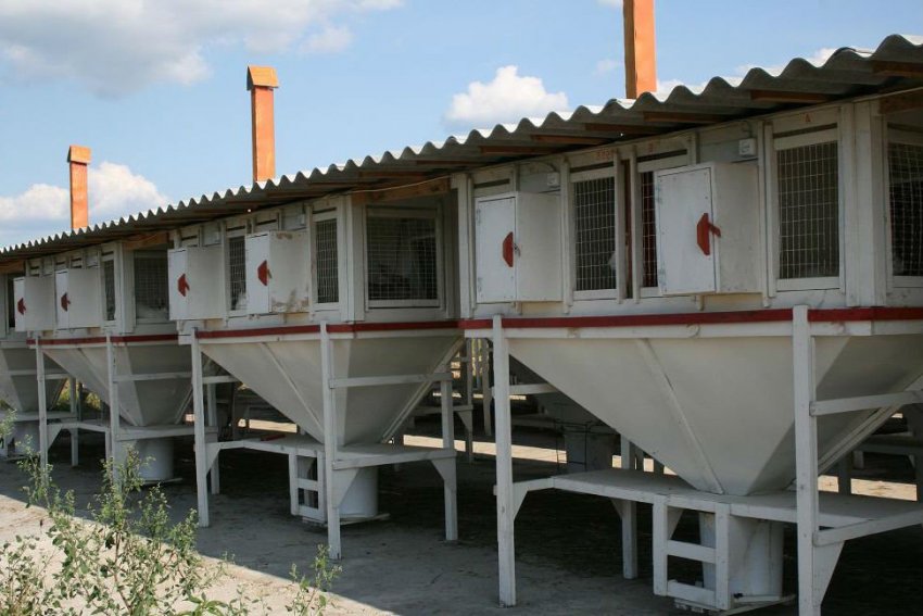 Клітки Михайлова для кроликів