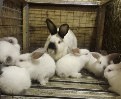 Геморагічна хвороба кроликів: симптоми, лікування та профілактика