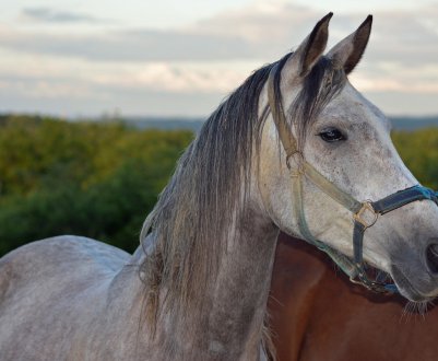 Опис найдавніших порід коней