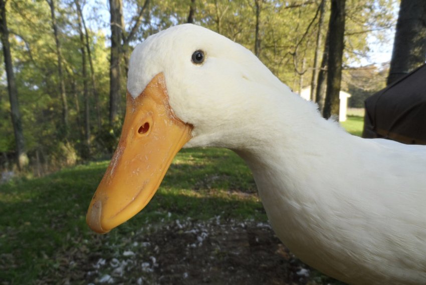 Пекінська качка