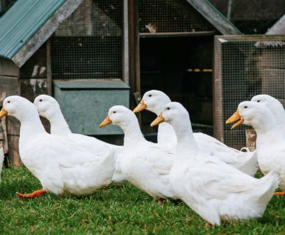 Пекінські домашні качки