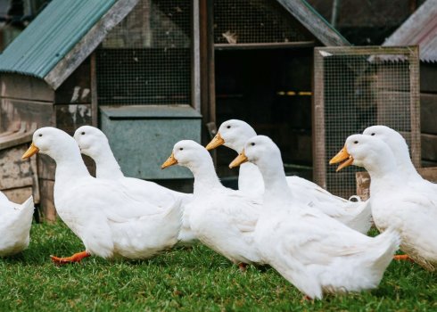 Пекінські домашні качки
