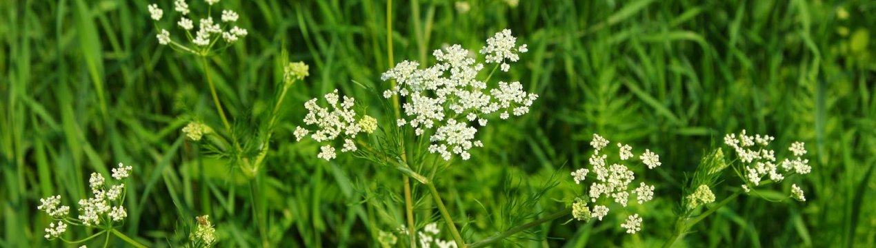 Особливості застосування кмину для організму людини