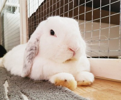 Чи можна годувати кроликів кропом