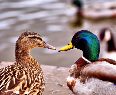 Ніж самка відрізняється від самця качки