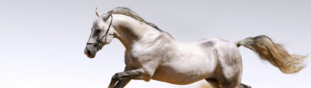 Дагестанські конярі відроджують «небесних коней»