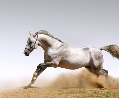 Дагестанські конярі відроджують «небесних коней»