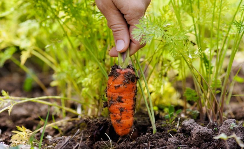 Прибирання моркви