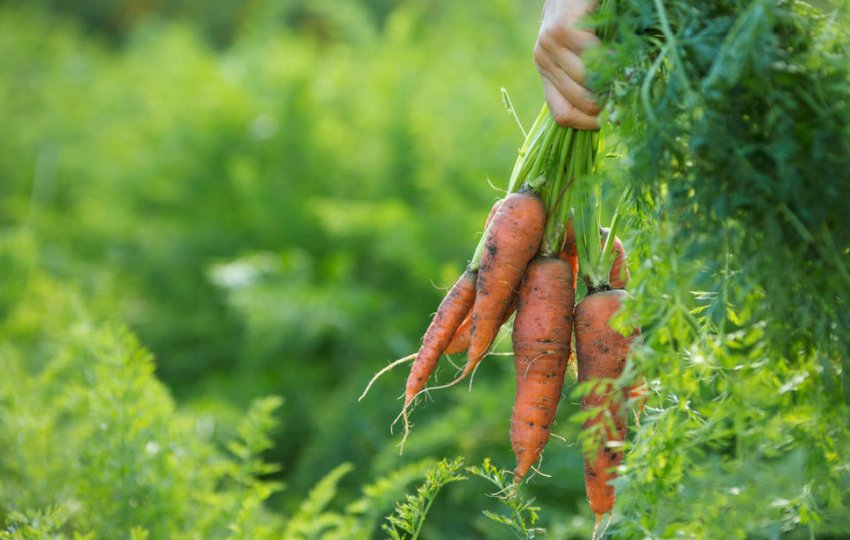 Прибирання підзимового моркви